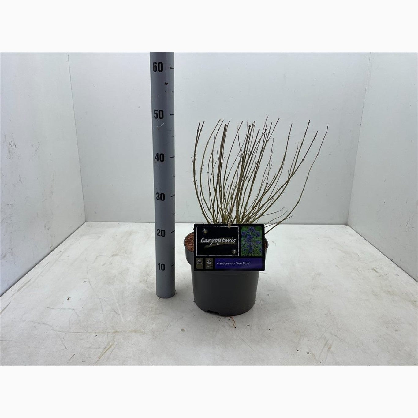 Blåspirea – Caryopteris clandonensis 'Kew Blue' - C5